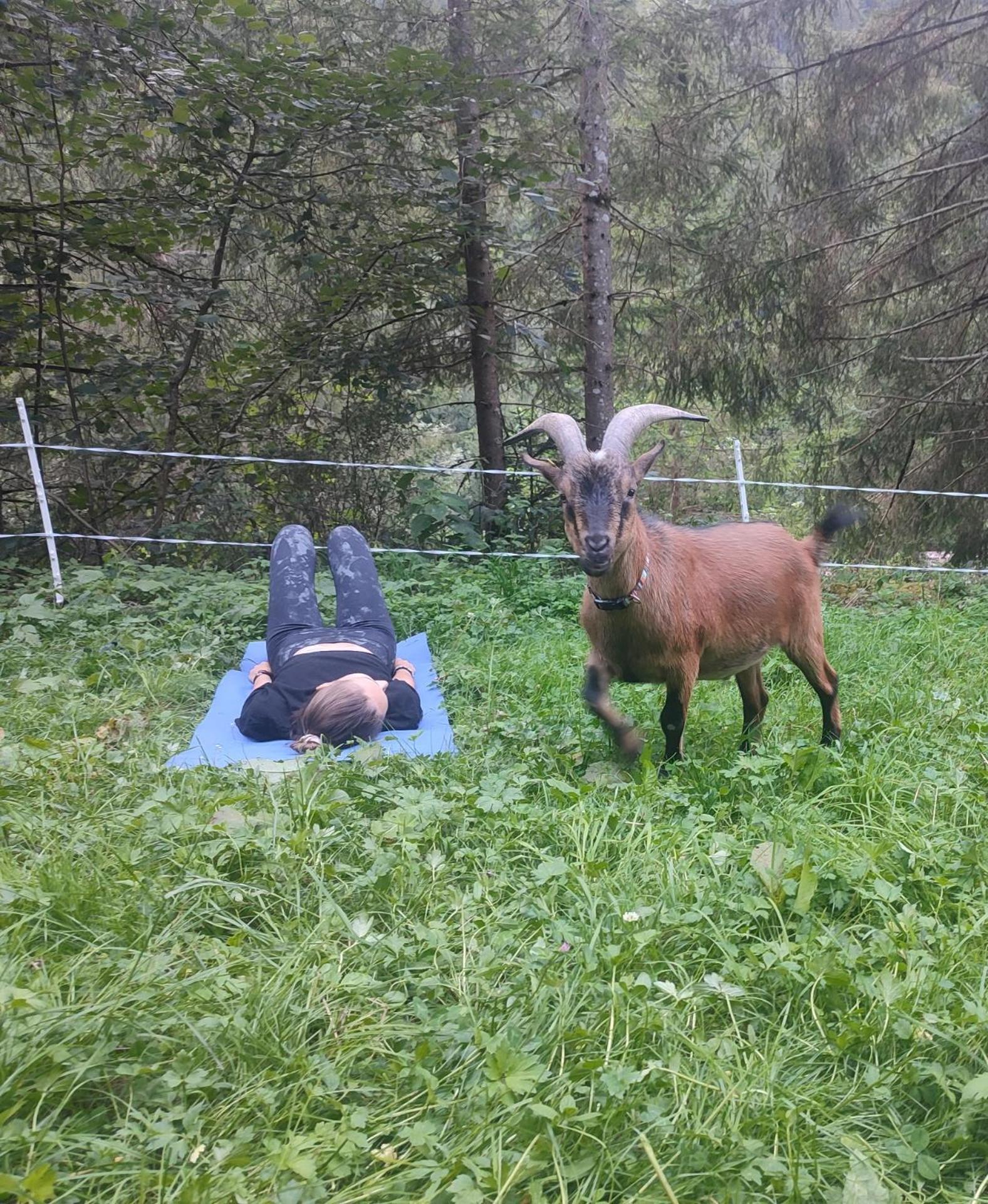 Almhuette Meinezeit * Donnersbachwald